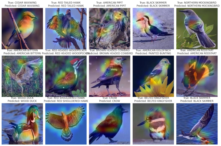 heat map of birds shrunken EfficientNetB4