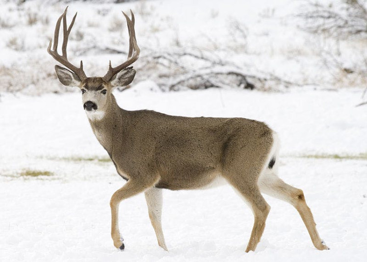 A healthy looking Deer Mule.