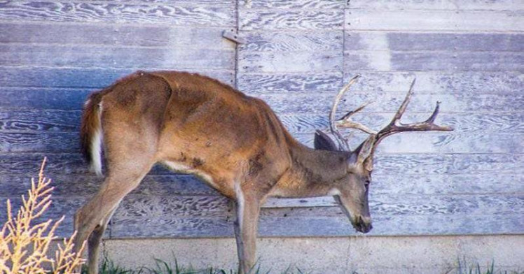 A deer with CWD that can be identified as potentially being infected due to its wasted away appearance.